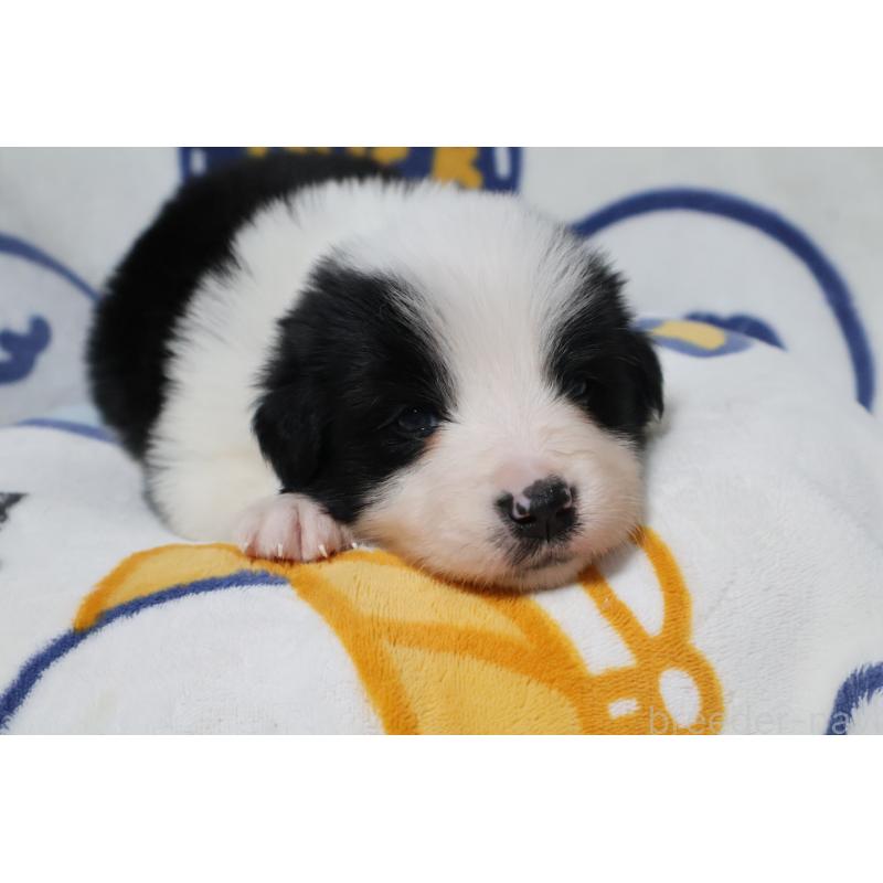 販売中の栃木県のボーダーコリー-447644の7枚目