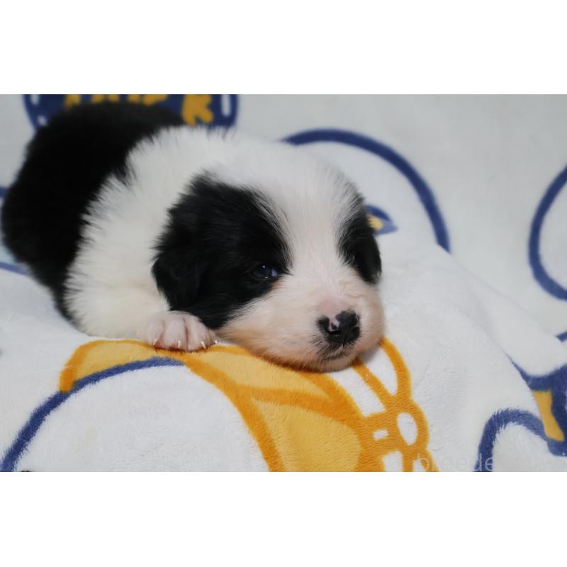 販売中の栃木県のボーダーコリー-447644の6枚目