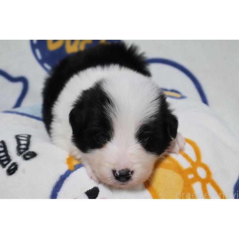 販売中の栃木県のボーダーコリー-447644の5枚目