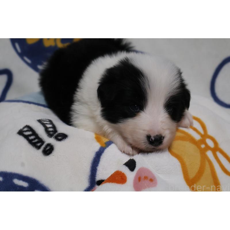 販売中の栃木県のボーダーコリー-447644の4枚目