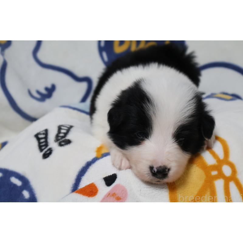 販売中の栃木県のボーダーコリー-447644の3枚目