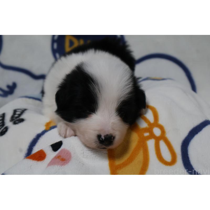 販売中の栃木県のボーダーコリー-447644の2枚目