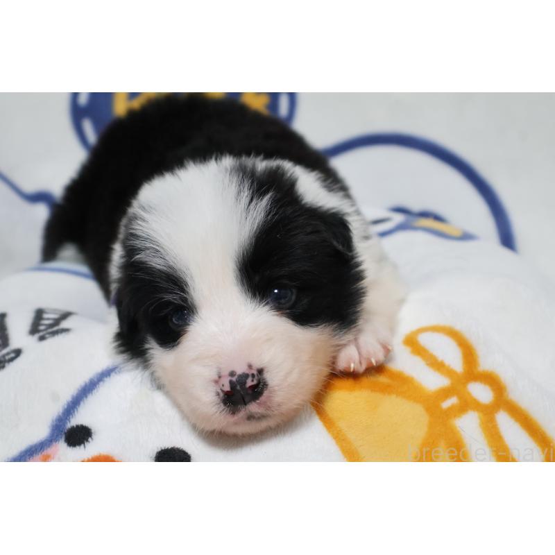 販売中の栃木県のボーダーコリー-447645の5枚目