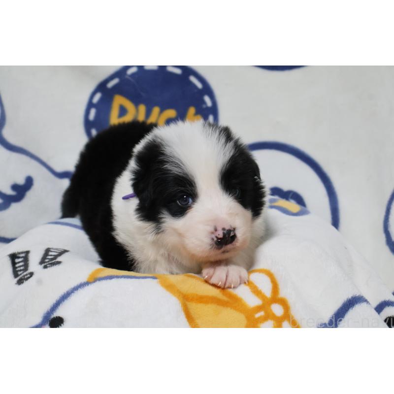 販売中の栃木県のボーダーコリー-447645の4枚目