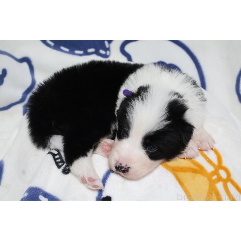 販売中の栃木県のボーダーコリー-447645の3枚目