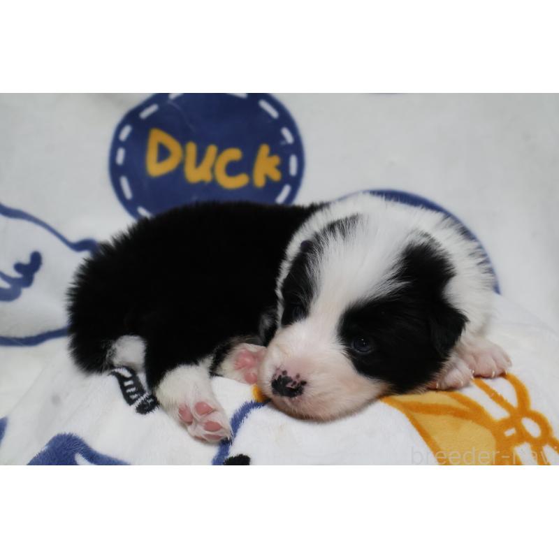 販売中の栃木県のボーダーコリー-447645の2枚目