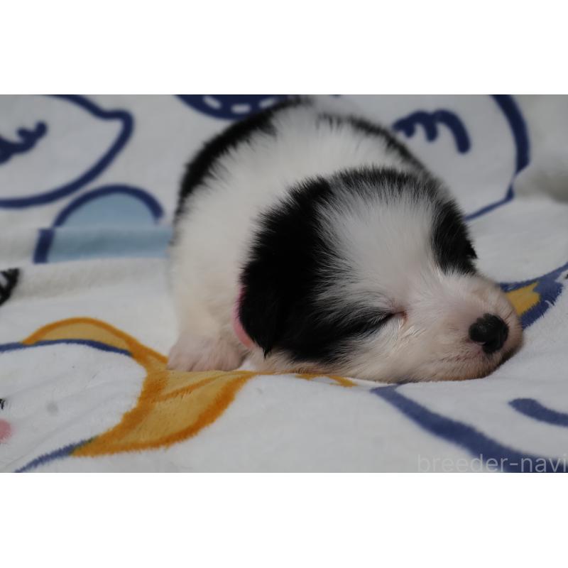 販売中の栃木県のボーダーコリー-447646の6枚目