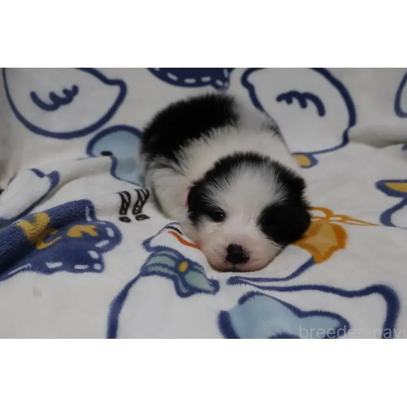 販売中の栃木県のボーダーコリー-447646の5枚目