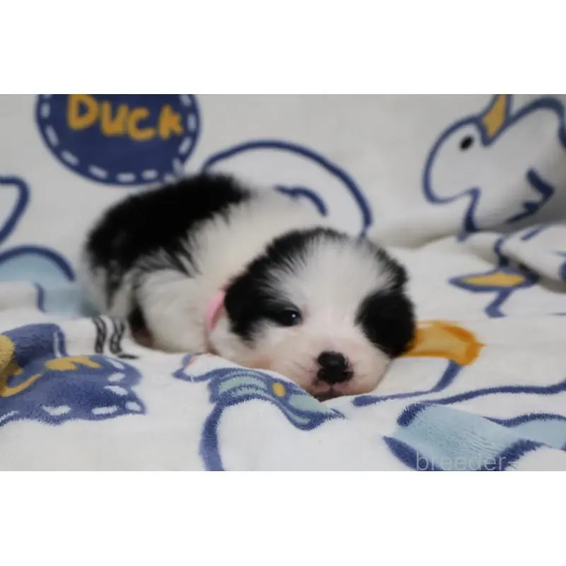 販売中の栃木県のボーダーコリー-447646の4枚目