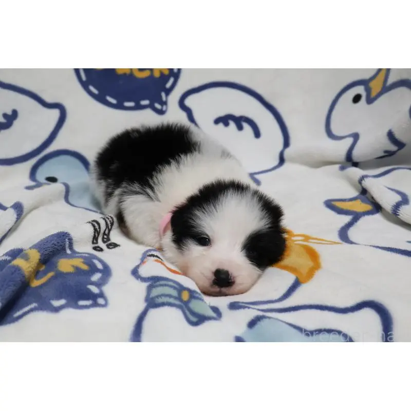 販売中の栃木県のボーダーコリー-447646の3枚目