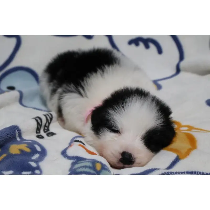 販売中の栃木県のボーダーコリー-447646の2枚目