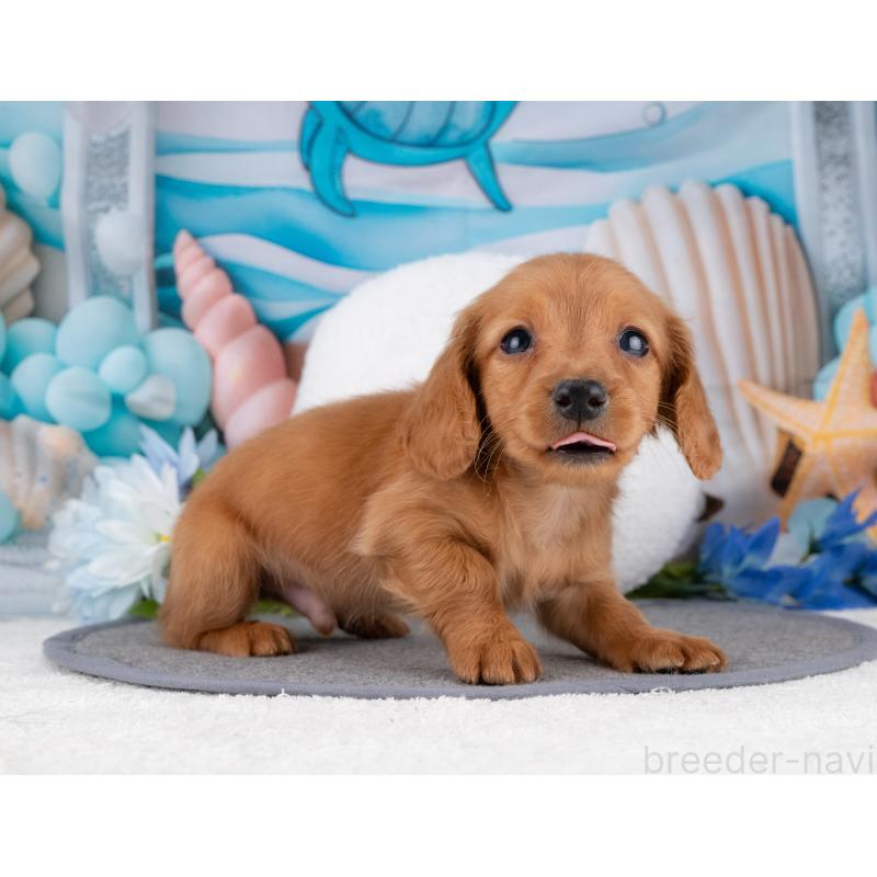 成約済の岐阜県のカニンヘンダックスフンド(ロングヘアード)-447647の4枚目