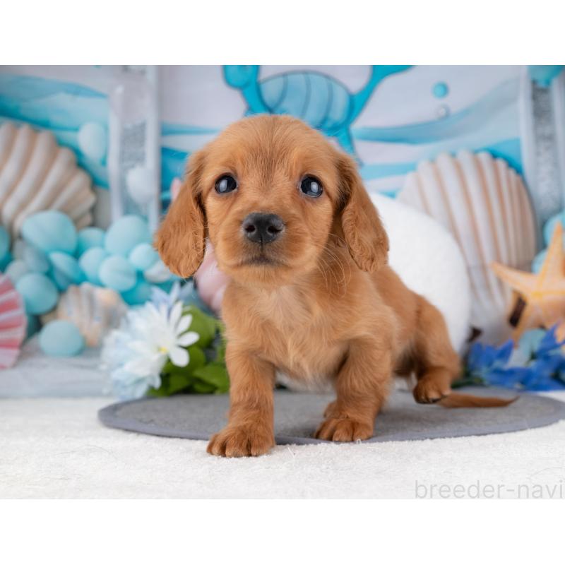 成約済の岐阜県のカニンヘンダックスフンド(ロングヘアード)-447647の3枚目