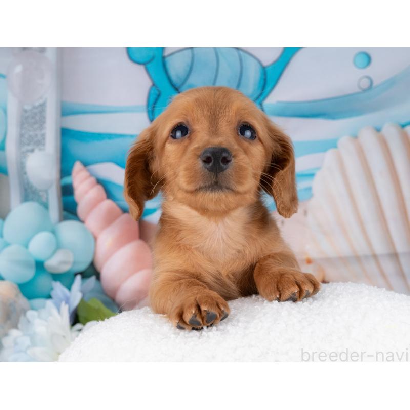 成約済の岐阜県のカニンヘンダックスフンド(ロングヘアード)-447647の2枚目