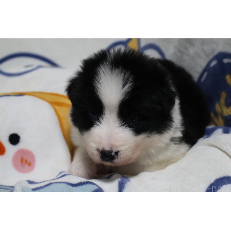 販売中の栃木県のボーダーコリー-447648の7枚目