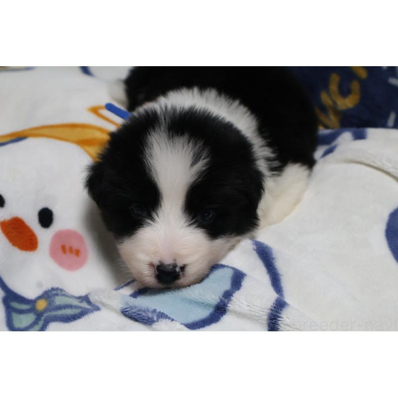 販売中の栃木県のボーダーコリー-447648の5枚目