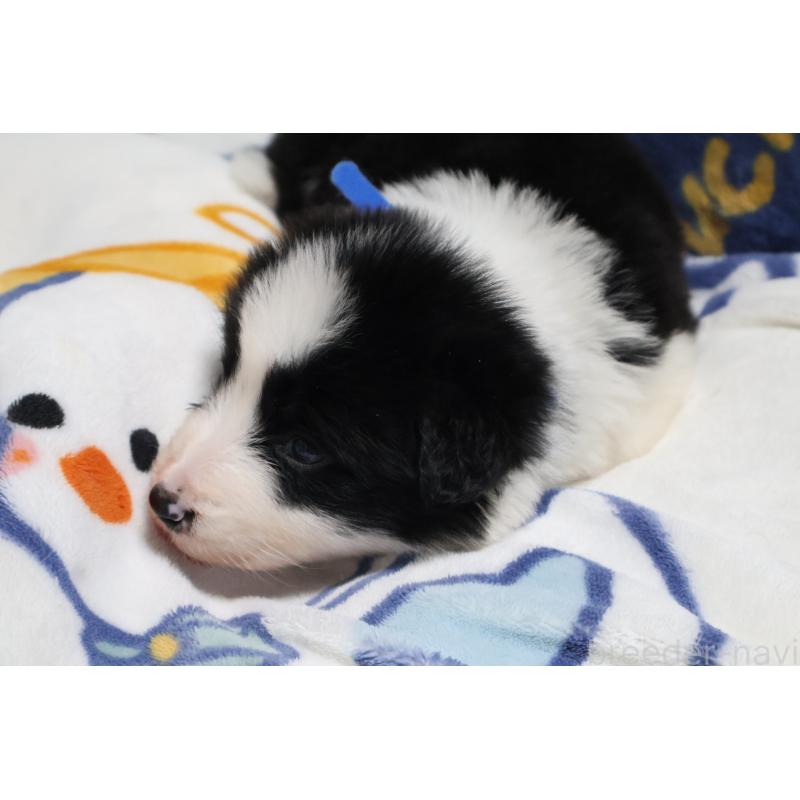 販売中の栃木県のボーダーコリー-447648の4枚目