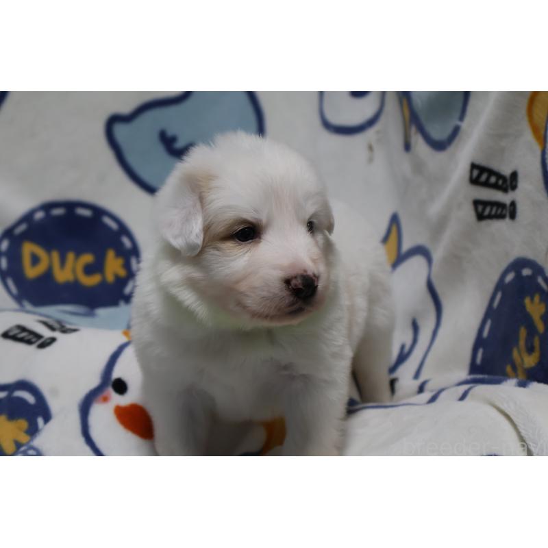 販売中の栃木県のボーダーコリー-447650の6枚目