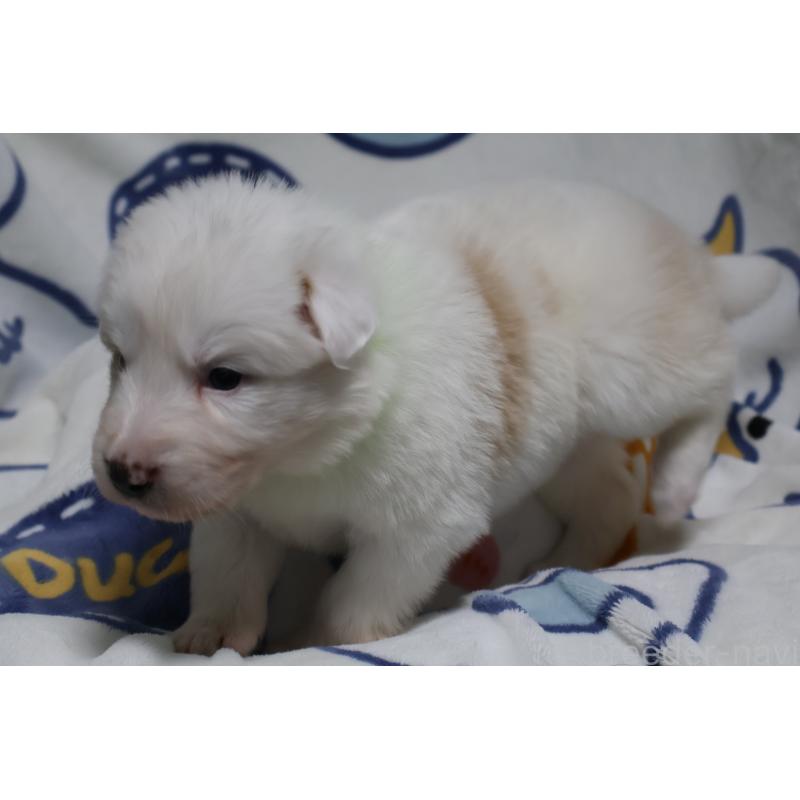 販売中の栃木県のボーダーコリー-447650の4枚目