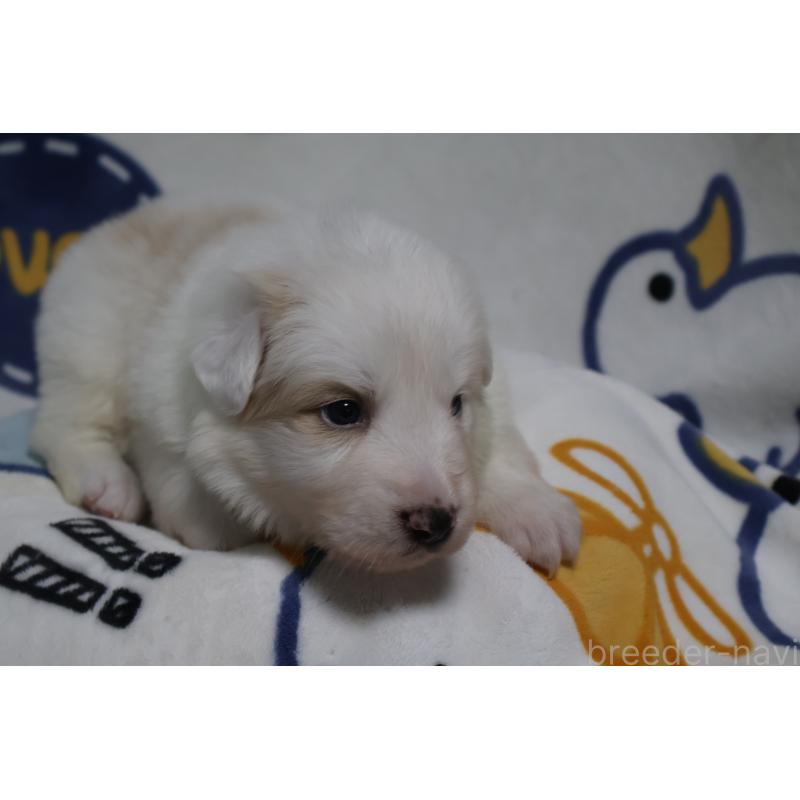 販売中の栃木県のボーダーコリー-447650の3枚目