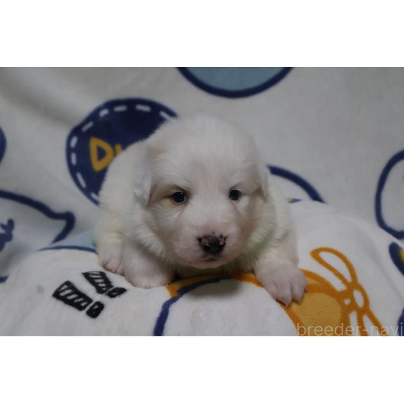 販売中の栃木県のボーダーコリー-447650の2枚目