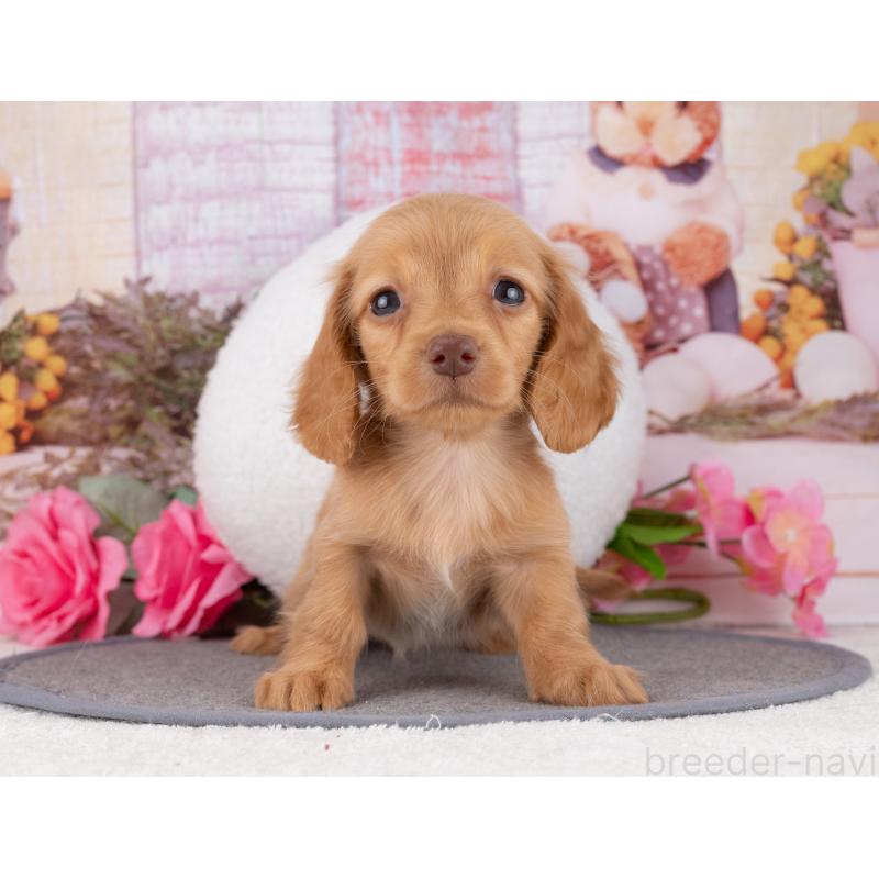 販売中の岐阜県のカニンヘンダックスフンド(ロングヘアード)-447651の7枚目