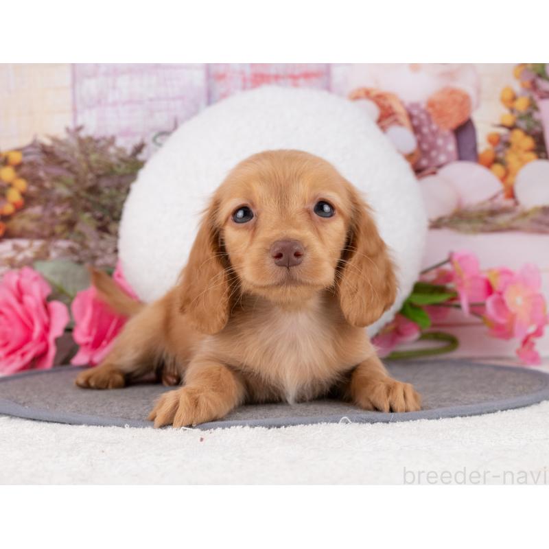 販売中の岐阜県のカニンヘンダックスフンド(ロングヘアード)-447651の6枚目