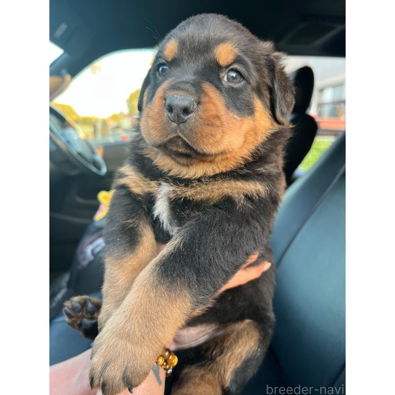 販売中の愛知県のロットワイラー-440467の2枚目