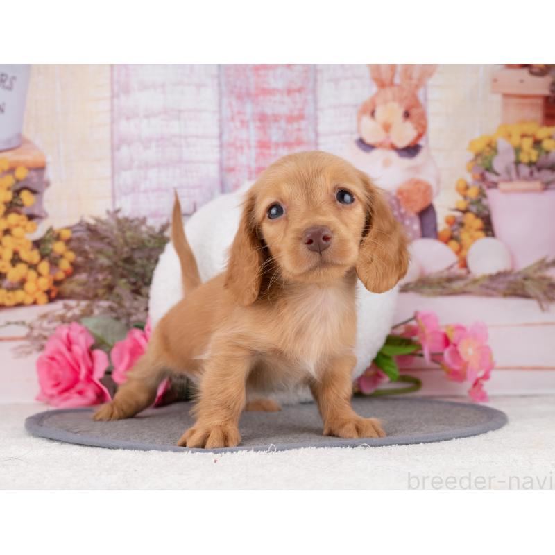 販売中の岐阜県のカニンヘンダックスフンド(ロングヘアード)-447651の5枚目