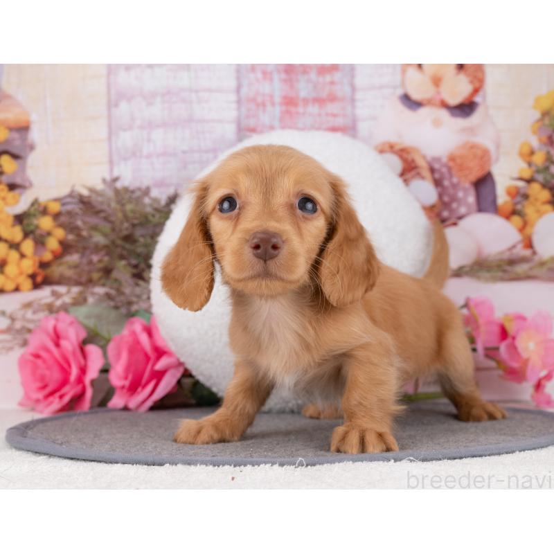 販売中の岐阜県のカニンヘンダックスフンド(ロングヘアード)-447651の4枚目