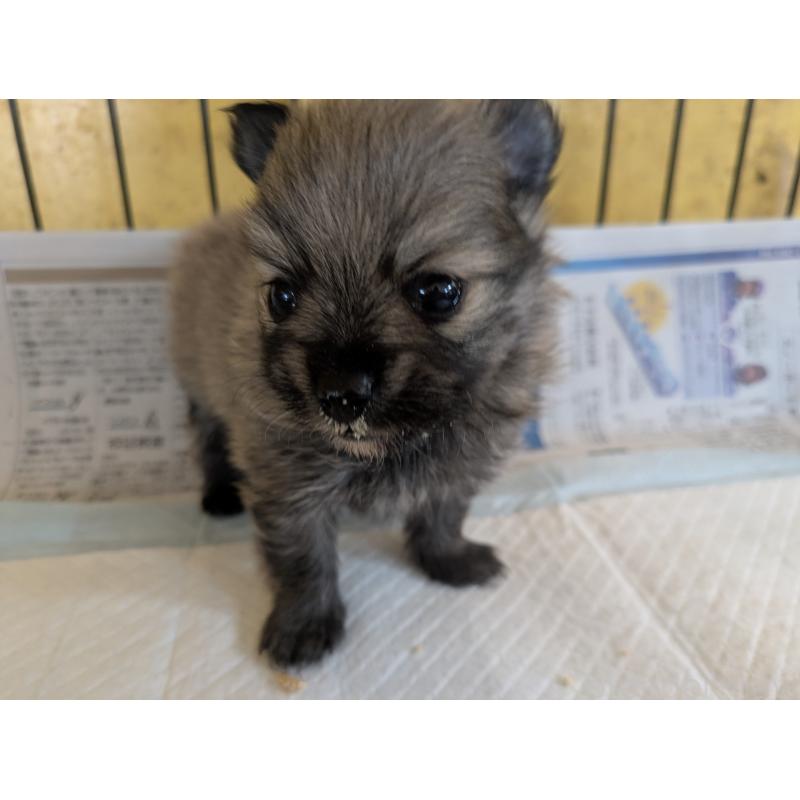 販売中の福岡県のポメラニアン-447657の5枚目