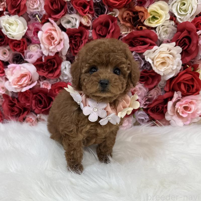 販売中の広島県のティーカッププードル-446066