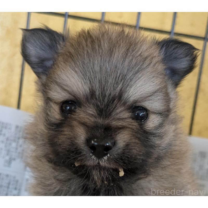 販売中の福岡県のポメラニアン-447657の3枚目