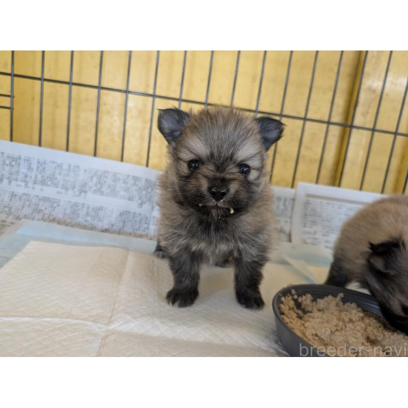 販売中の福岡県のポメラニアン-447657の2枚目