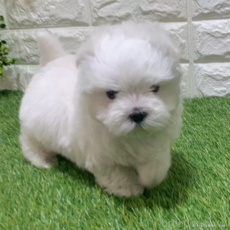 販売中の愛知県のマルチーズ-445362