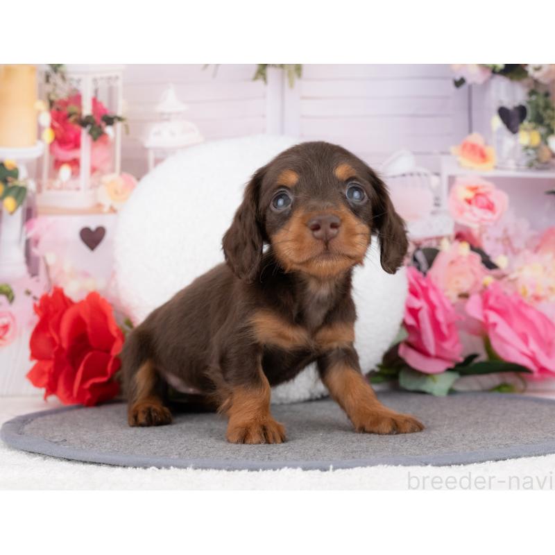 成約済の岐阜県のカニンヘンダックスフンド(ロングヘアード)-447652の5枚目