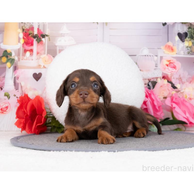 成約済の岐阜県のカニンヘンダックスフンド(ロングヘアード)-447652の4枚目