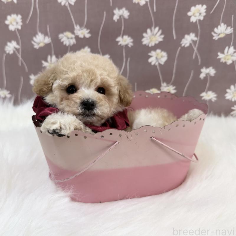 販売中の広島県のティーカッププードル-445919
