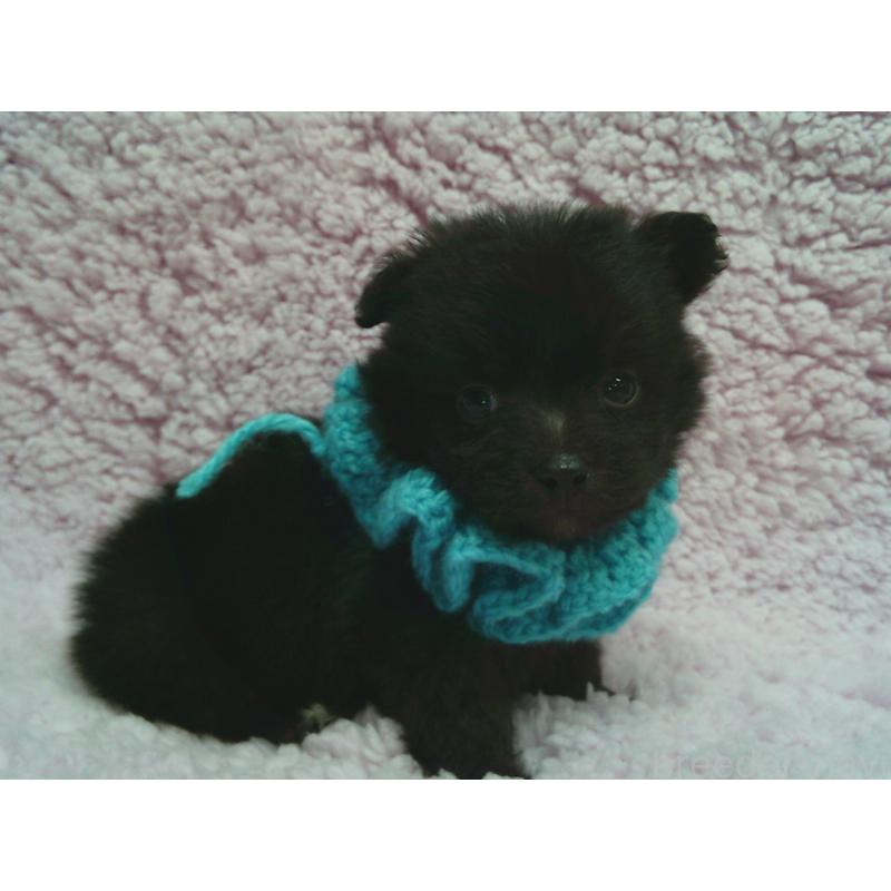 販売中の茨城県のミックス犬-447653の1枚目