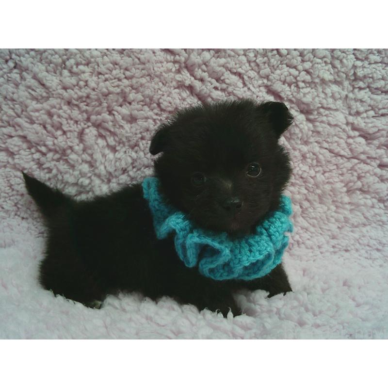 販売中の茨城県のミックス犬-447653の2枚目