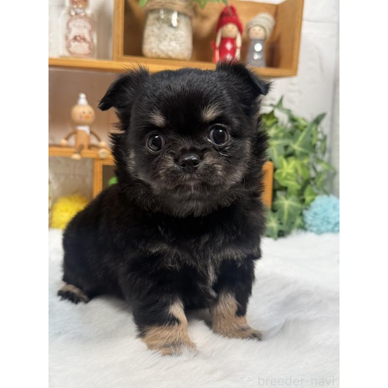 販売中の神奈川県のチワワ(ロングコート)-442228