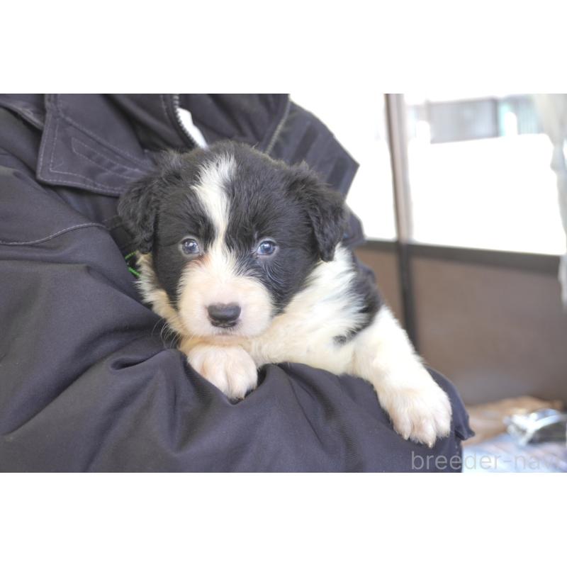 販売中の熊本県のボーダーコリー-447655の15枚目