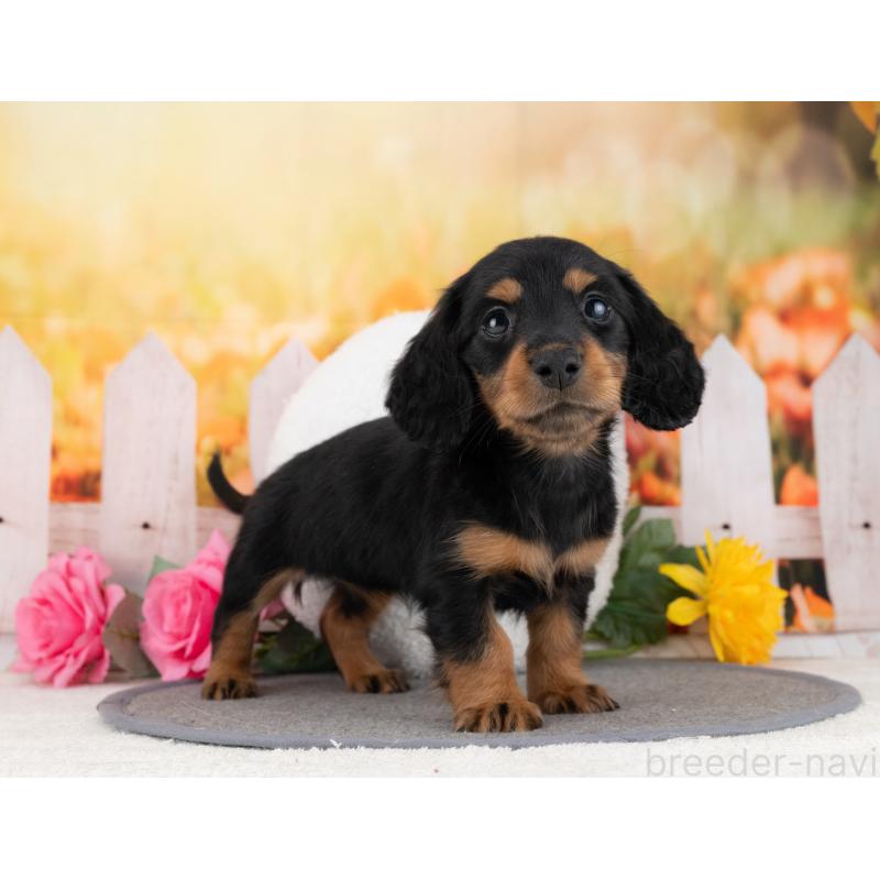 成約済の岐阜県のカニンヘンダックスフンド(ロングヘアード)-447654の7枚目