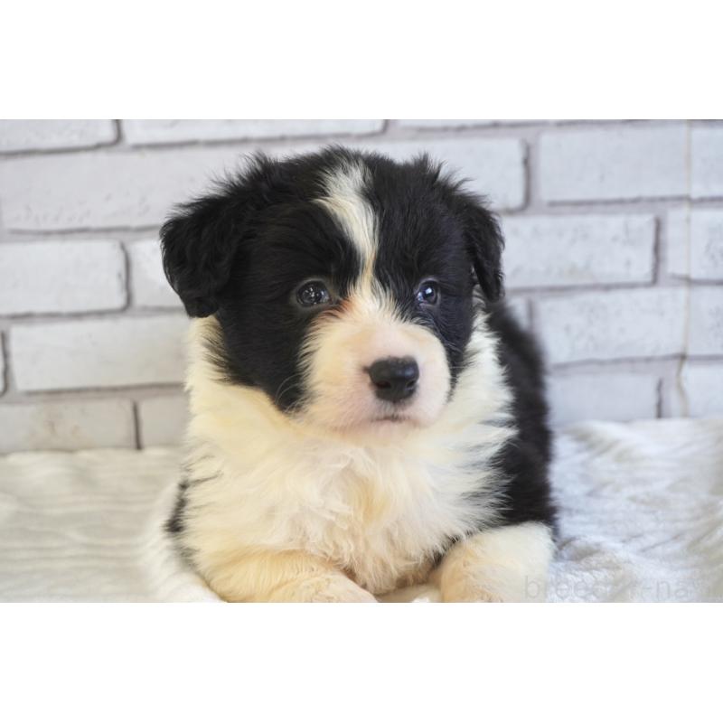 販売中の熊本県のボーダーコリー-447655の12枚目