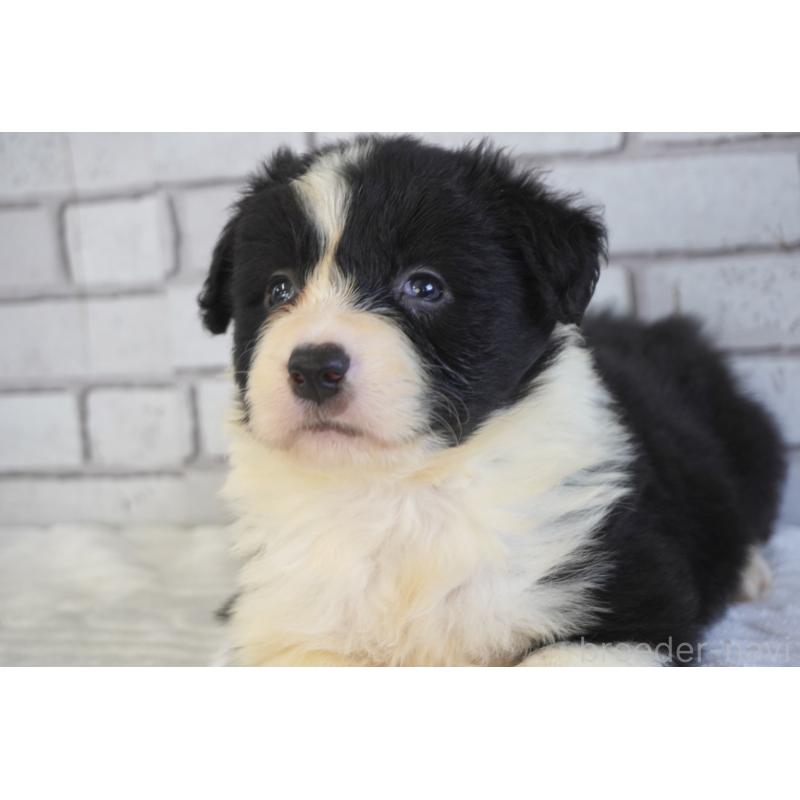 販売中の熊本県のボーダーコリー-447655の11枚目