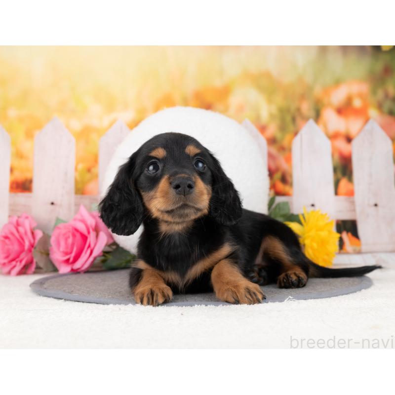 成約済の岐阜県のカニンヘンダックスフンド(ロングヘアード)-447654の6枚目