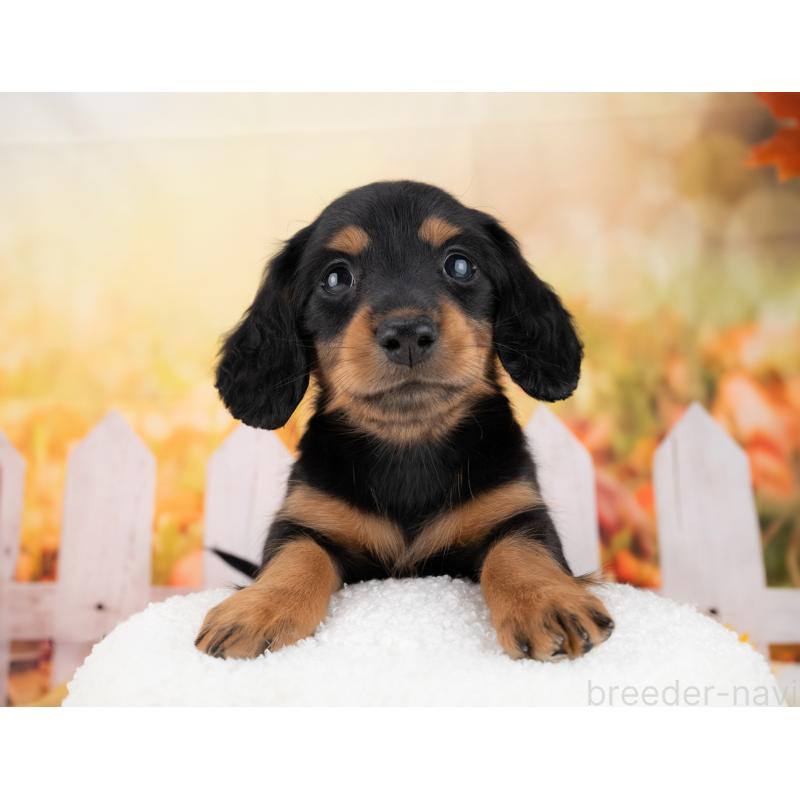 成約済の岐阜県のカニンヘンダックスフンド(ロングヘアード)-447654の5枚目