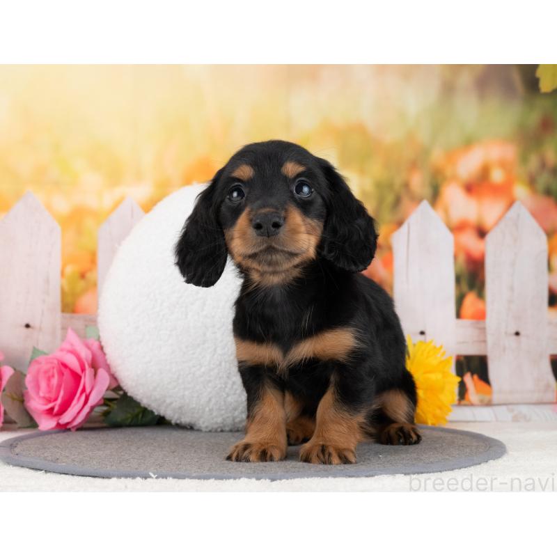 成約済の岐阜県のカニンヘンダックスフンド(ロングヘアード)-447654の4枚目