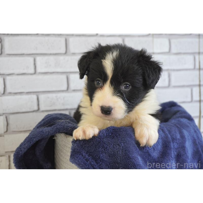 販売中の熊本県のボーダーコリー-447655の6枚目