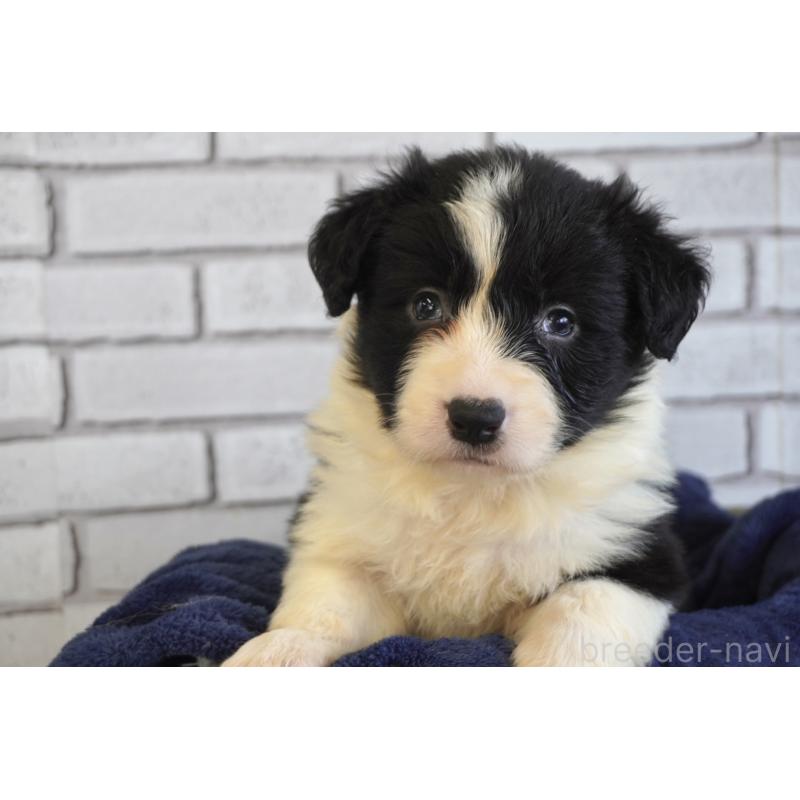 販売中の熊本県のボーダーコリー-447655の4枚目